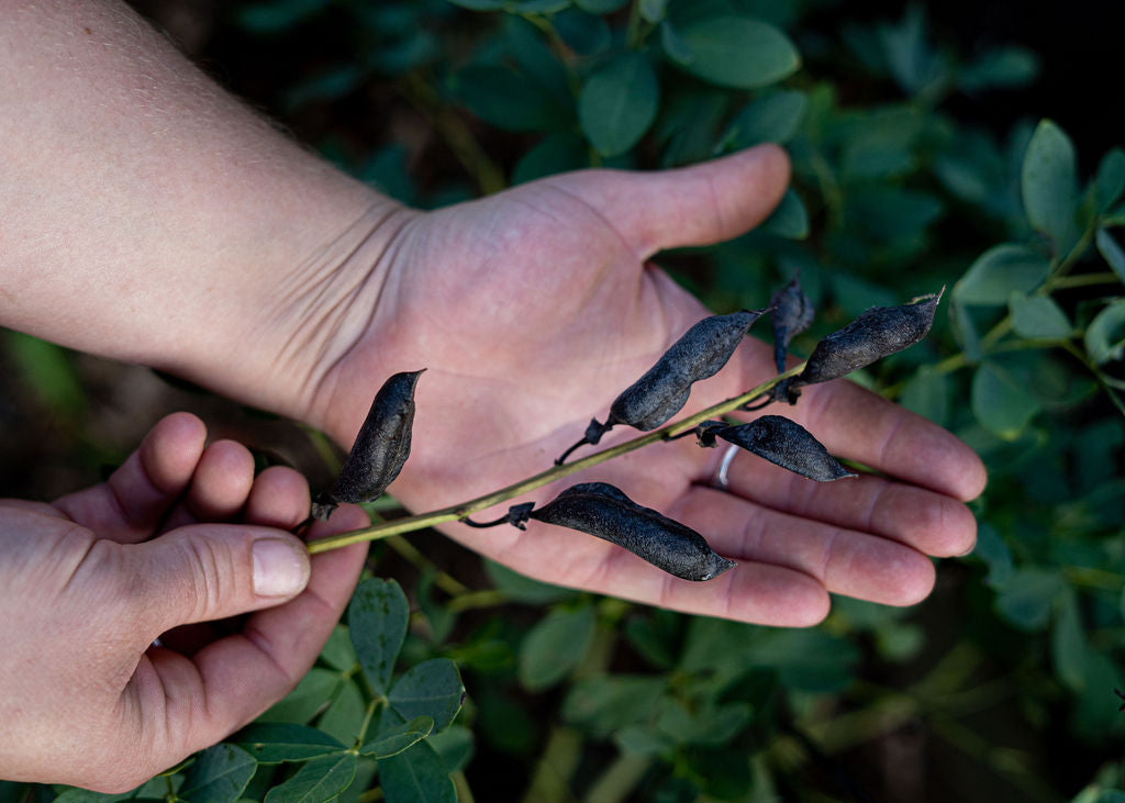Blue False Indigo Seeds (Baptisia Australis)