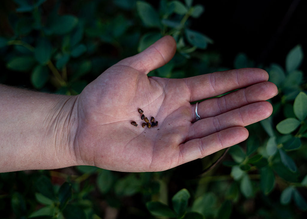 Blue False Indigo Seeds (Baptisia Australis)