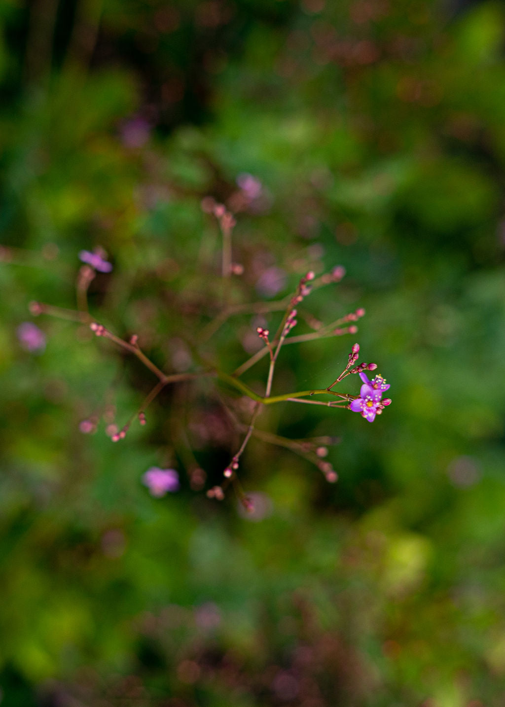 Jewels of Opar Seeds Open Pollinated