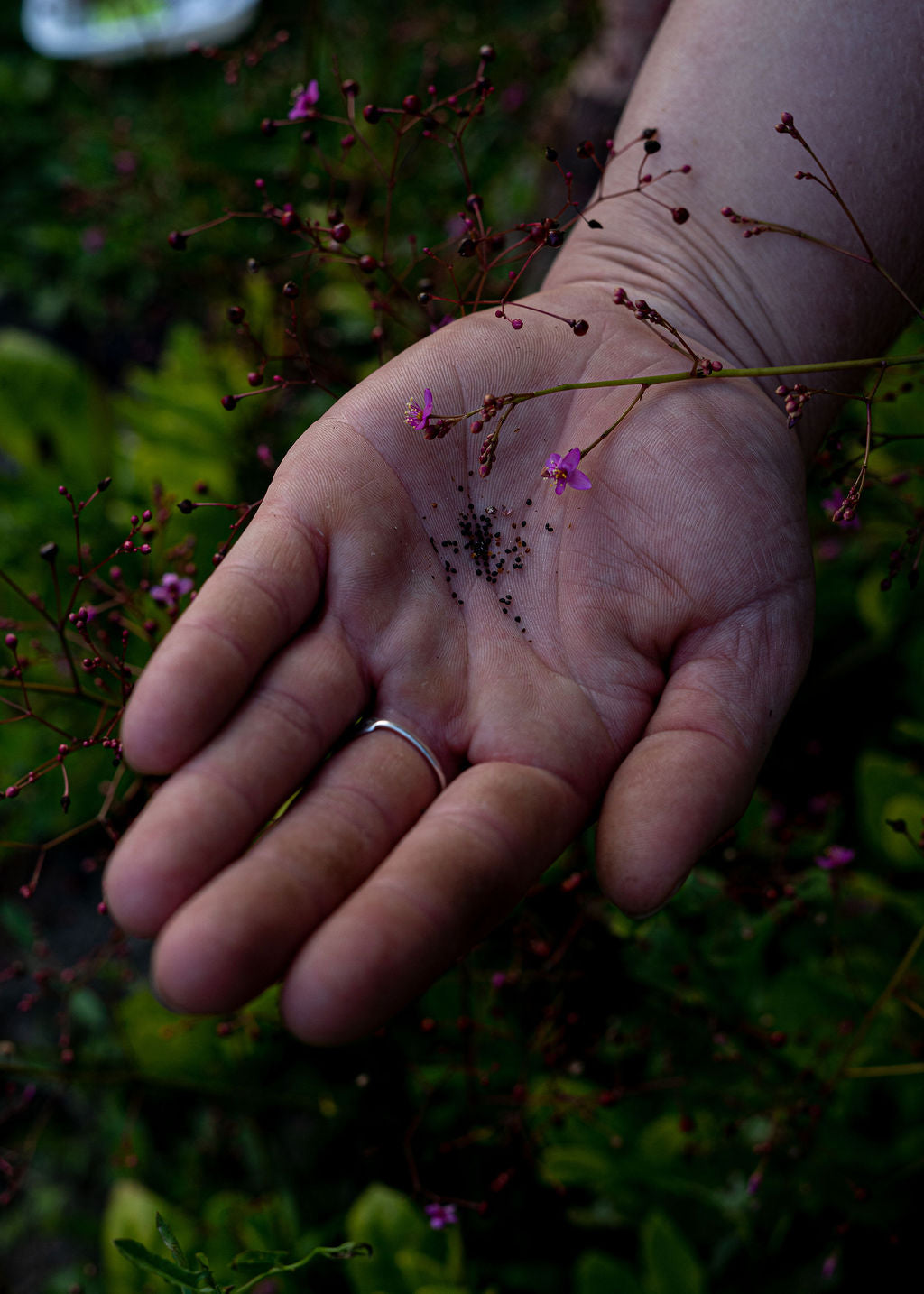 Jewels of Opar Seeds Open Pollinated