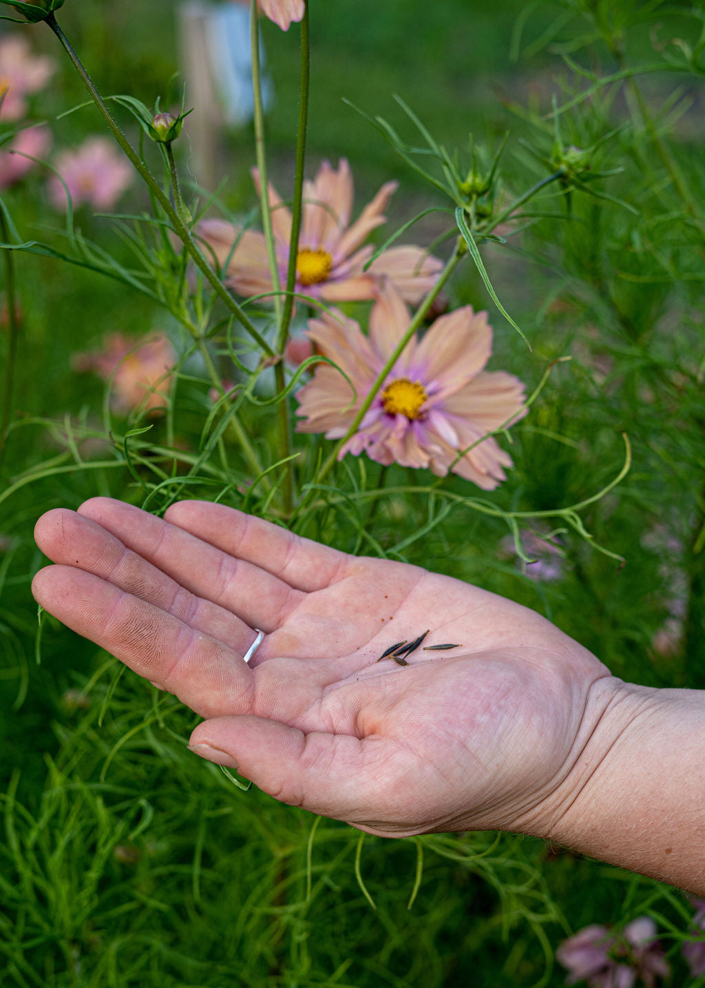 Apricotta Cosmos Seeds Open Pollinated
