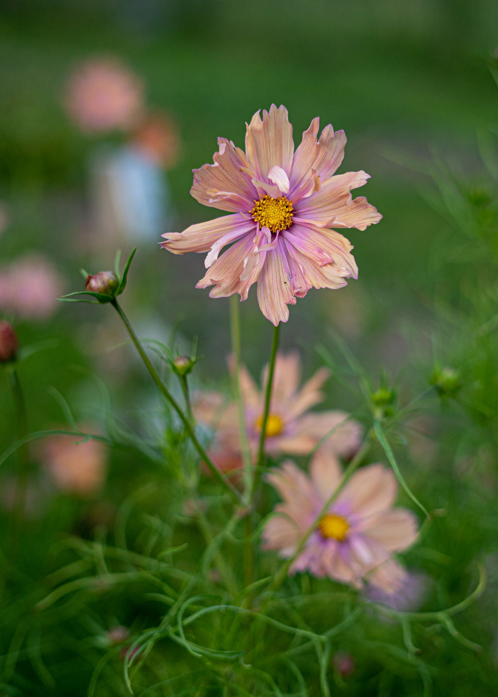 Apricotta Cosmos Seeds Open Pollinated