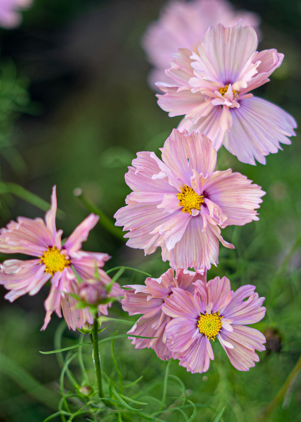 Apricotta Cosmos Seeds Open Pollinated