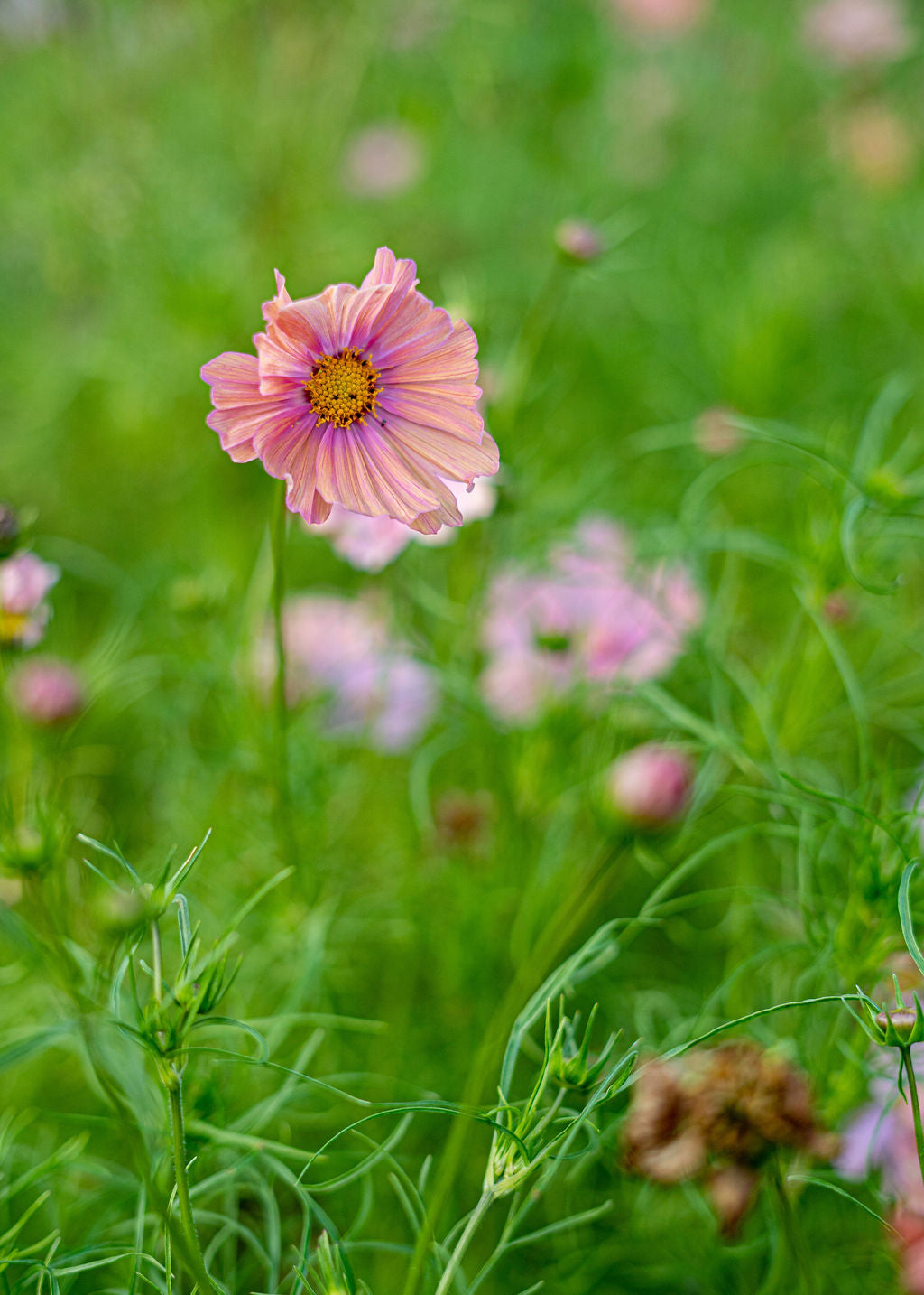Apricotta Cosmos Seeds Open Pollinated