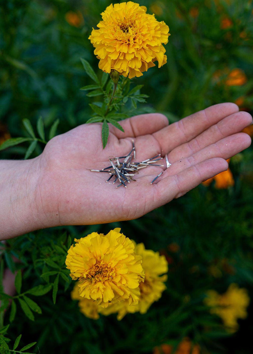 Crackerjack Marigold Seed Mix (Orange and Yellow)Open Pollinated