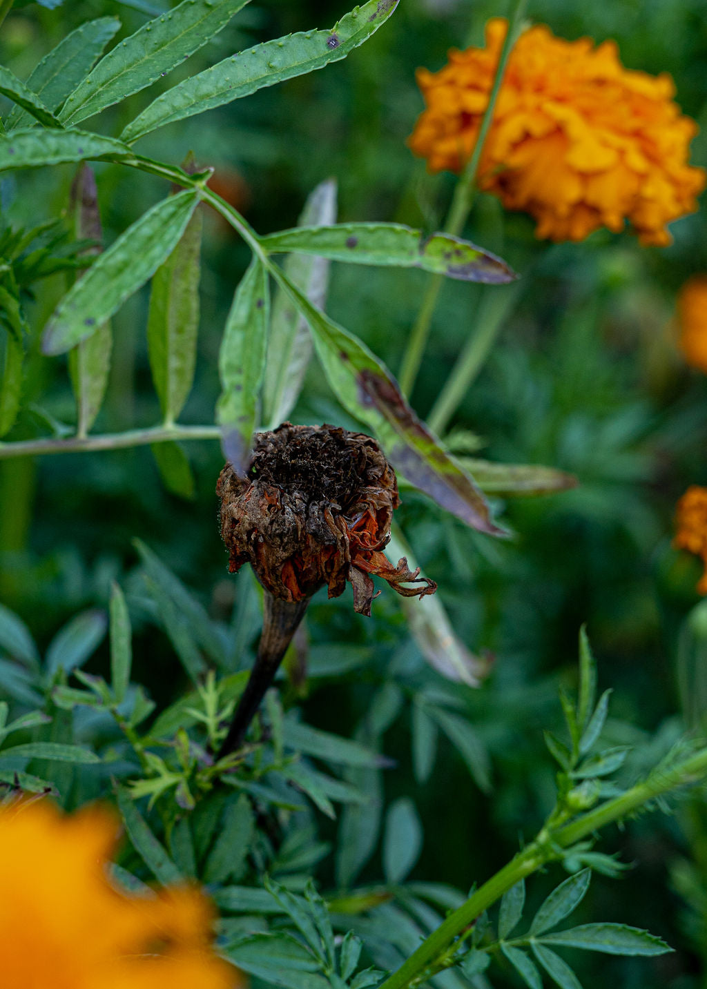 Crackerjack Marigold Seed Mix (Orange and Yellow)Open Pollinated