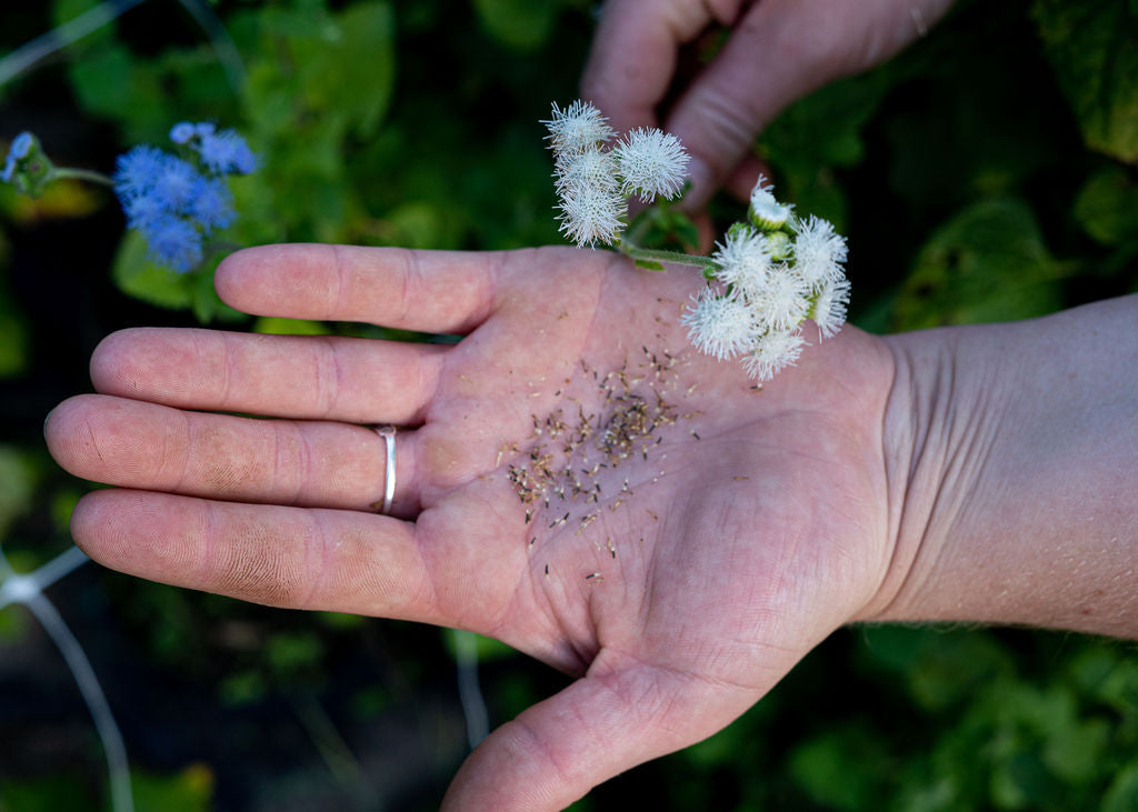 Ageratum Seed Mix (White & Blue) Open Pollinated