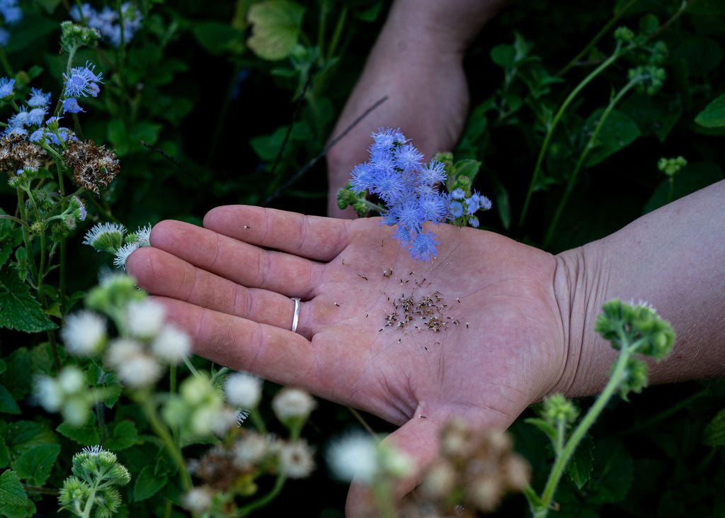 Ageratum Seed Mix (White & Blue) Open Pollinated