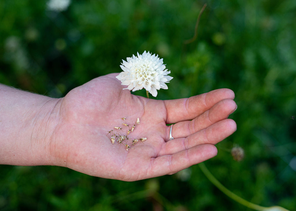 Pincushion Seed Mix (Scabiosa) Open Pollinated