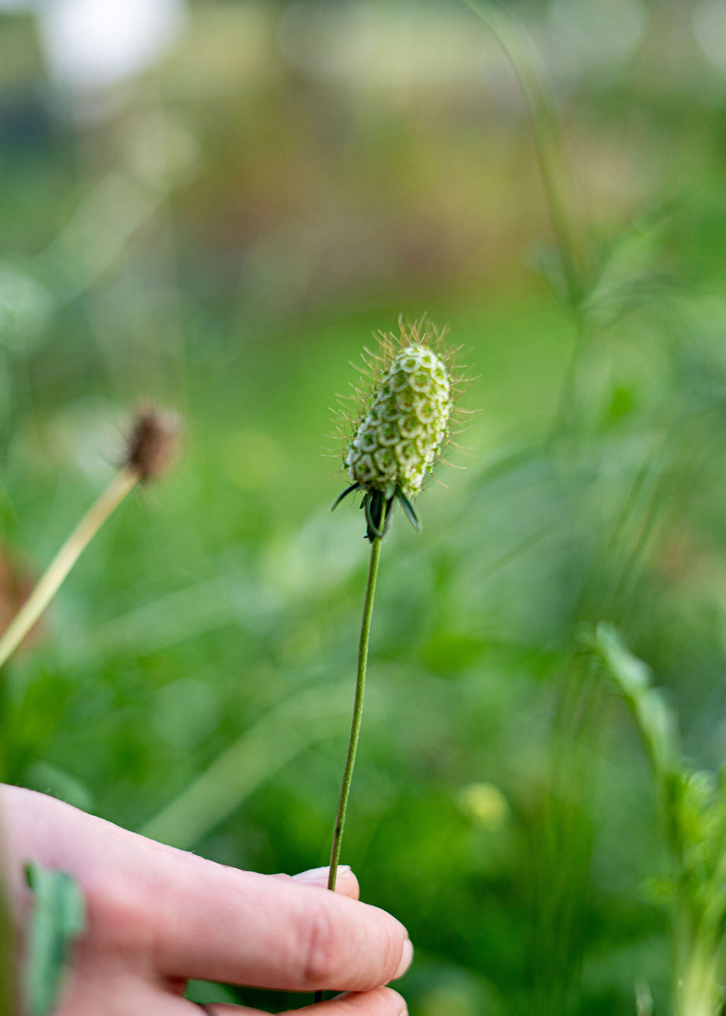 Pincushion Seed Mix (Scabiosa) Open Pollinated