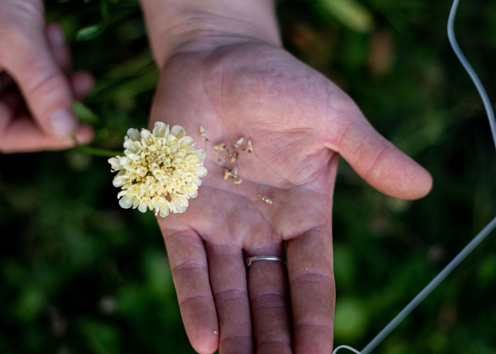 Pincushion Seed Mix (Scabiosa) Open Pollinated