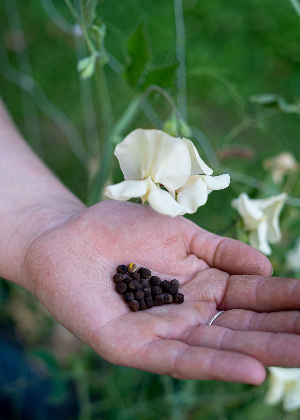 Curated Cut Flower Starter Seed Pack (Open Pollinated)