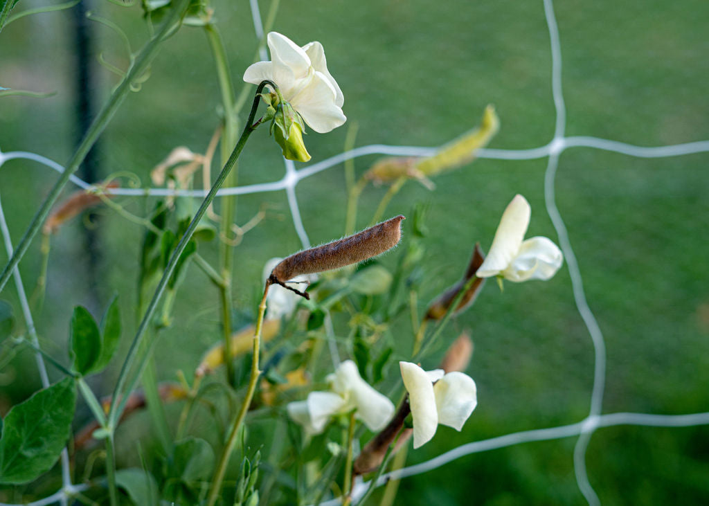 Sweet Pea "Juliet" Seeds