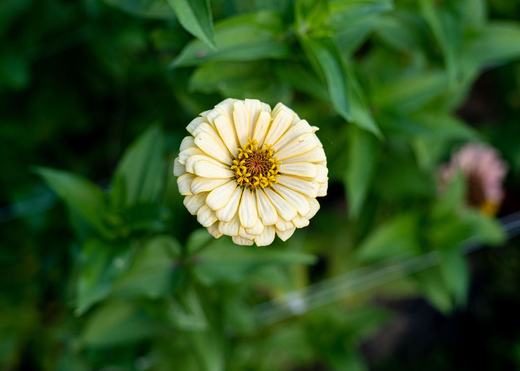 Zinnia Seeds Mix Open Pollinated