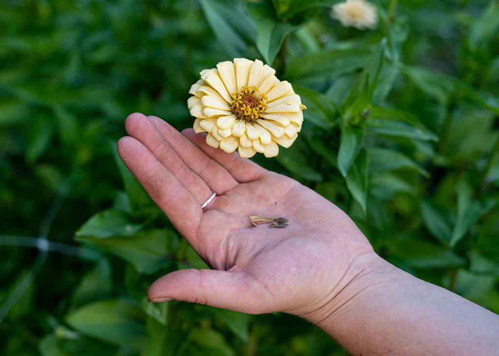 Zinnia Seeds Mix Open Pollinated