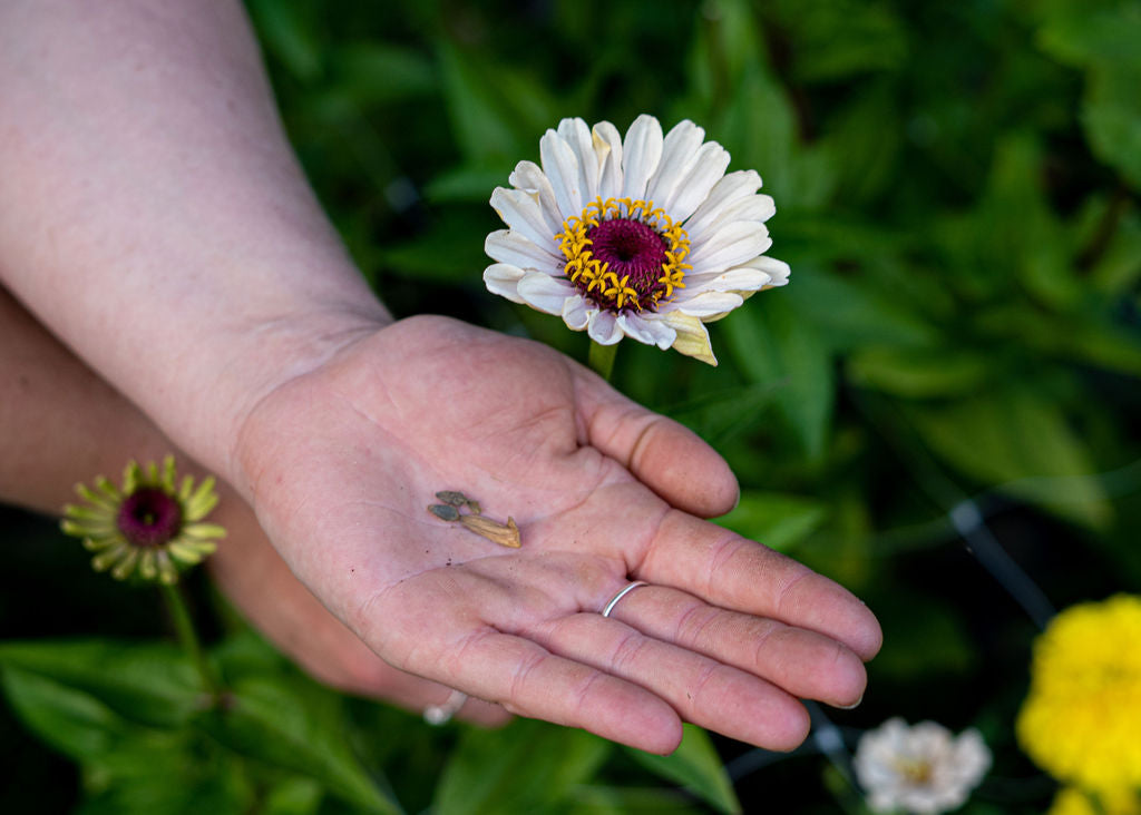 Zinnia Seeds Mix Open Pollinated