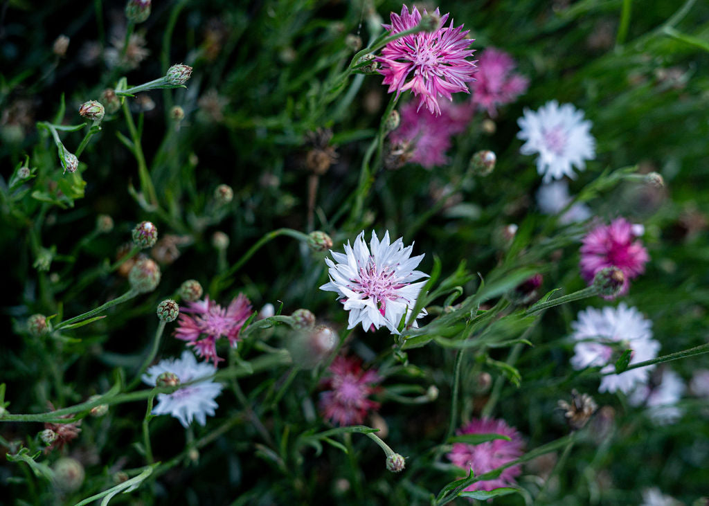 Bachelor's Buttons Seed Mix Open Pollinated