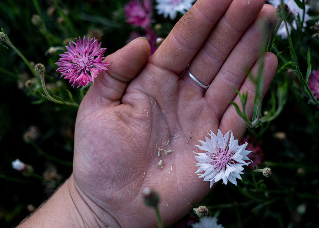 Bachelor's Buttons Seed Mix Open Pollinated