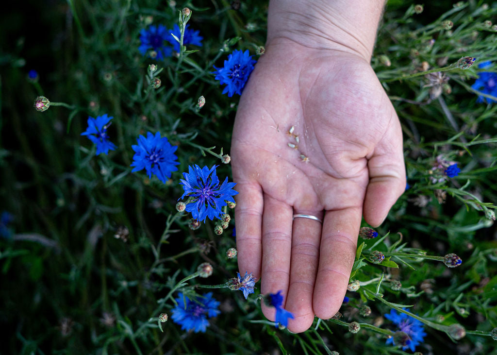 Bachelor's Buttons Seed Mix Open Pollinated