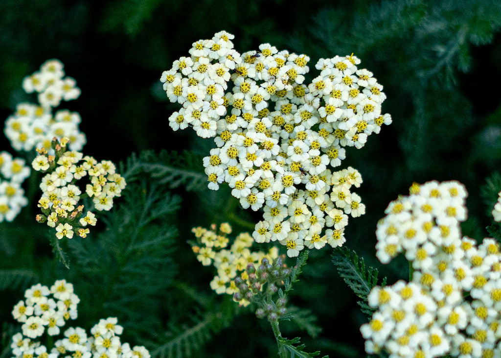Curated Cut Flower Starter Seed Pack (Open Pollinated)