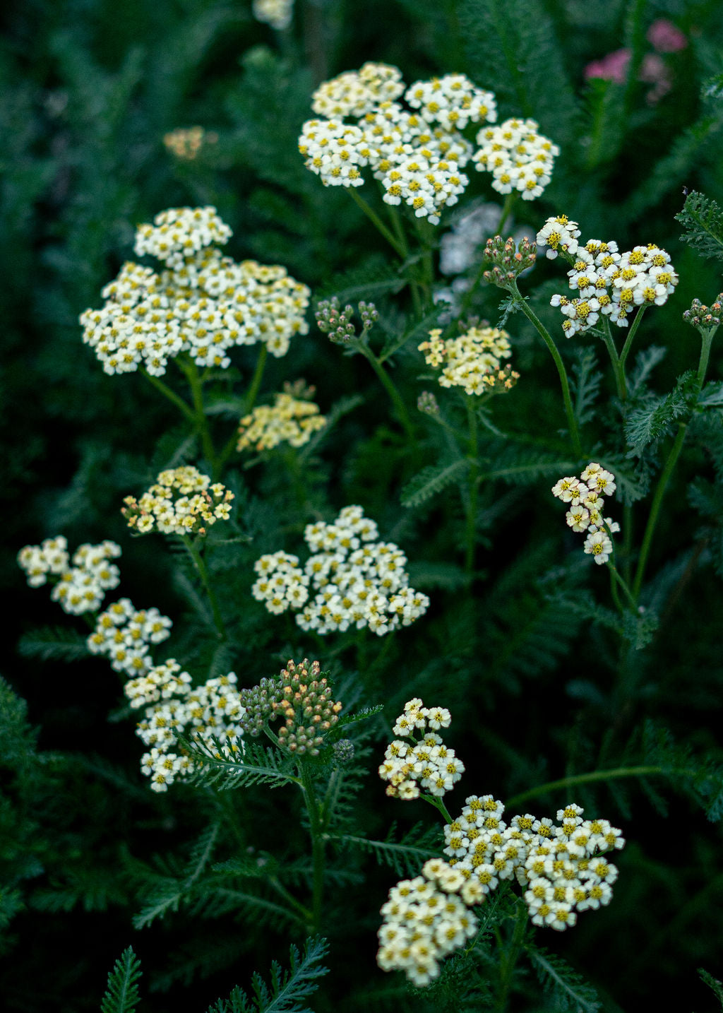 Yarrow Seed Mix Open Pollinated
