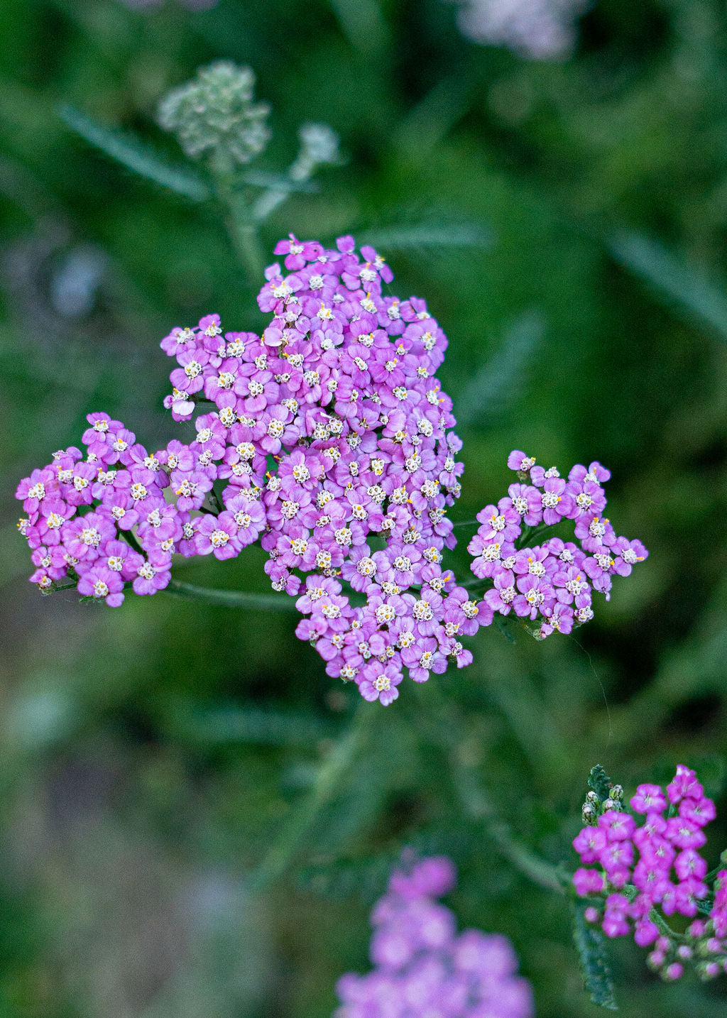 Yarrow Seed Mix Open Pollinated
