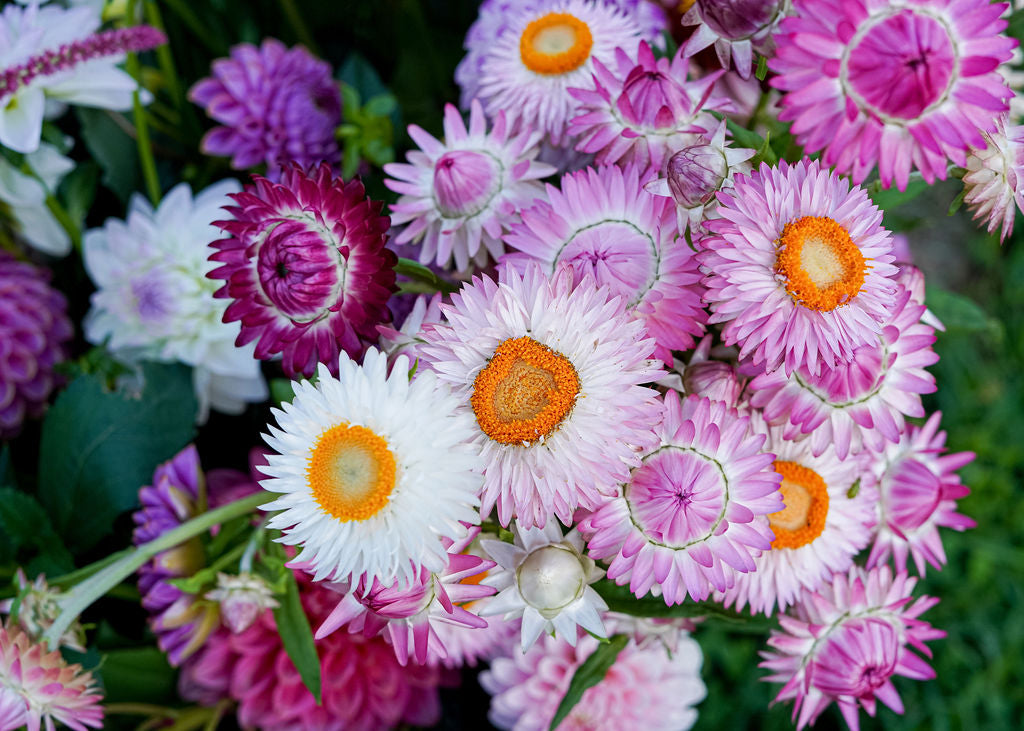Strawflower Seed Mix Open Pollinated