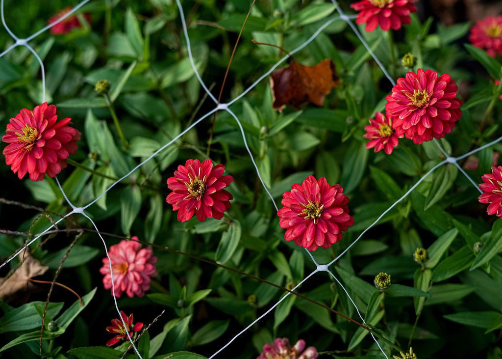 Zinnia Seeds Mix Open Pollinated