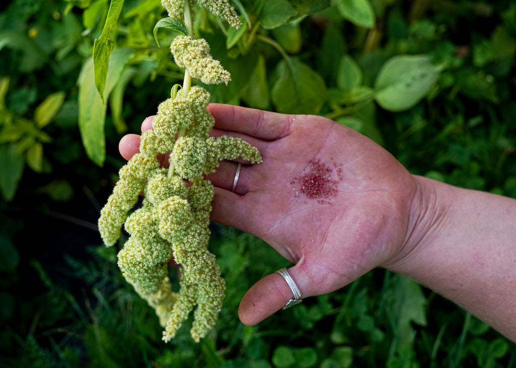 Cascading Green Tails Amaranth Seeds Open Pollinated