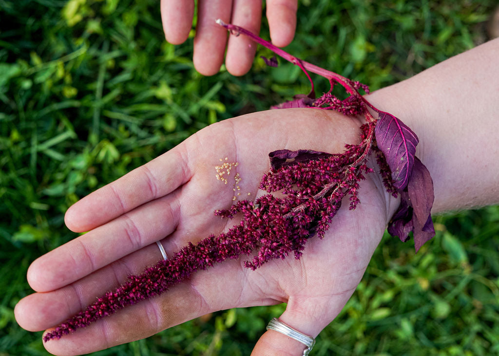 Red Spike Amaranth Seeds Open Pollinated