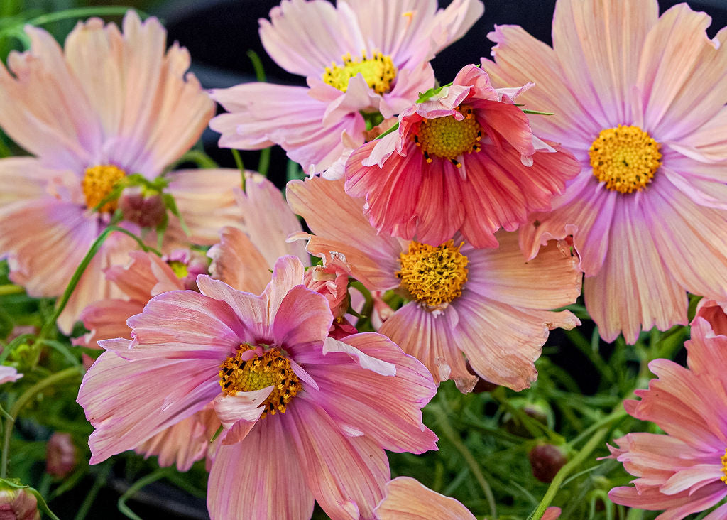 Apricotta Cosmos Seeds Open Pollinated