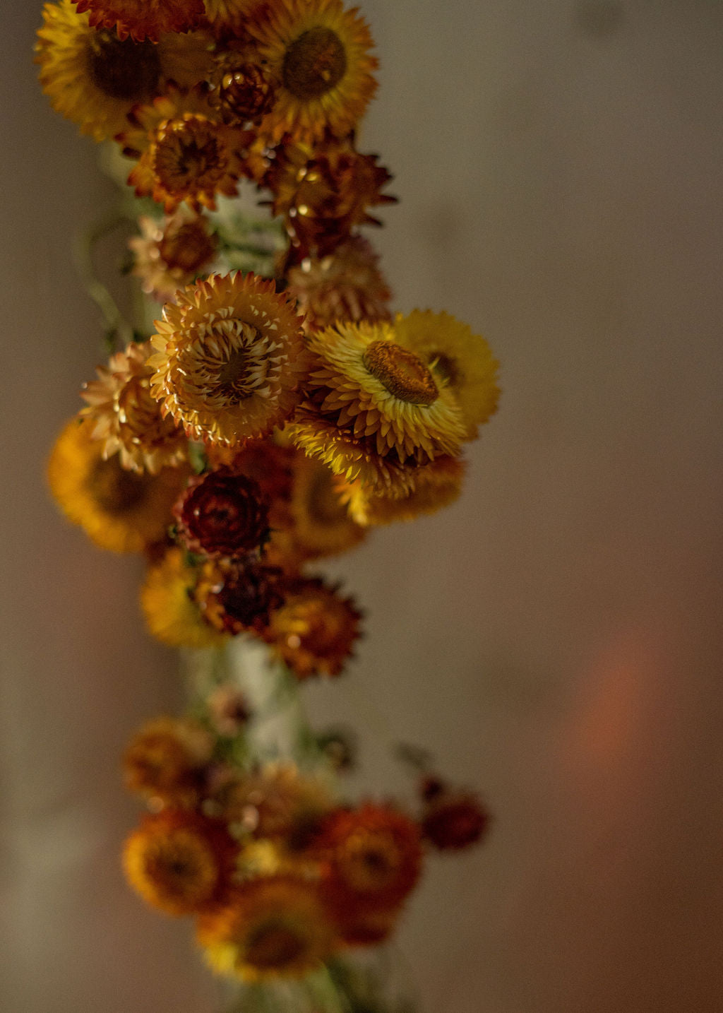 Strawflower Seed Mix Open Pollinated