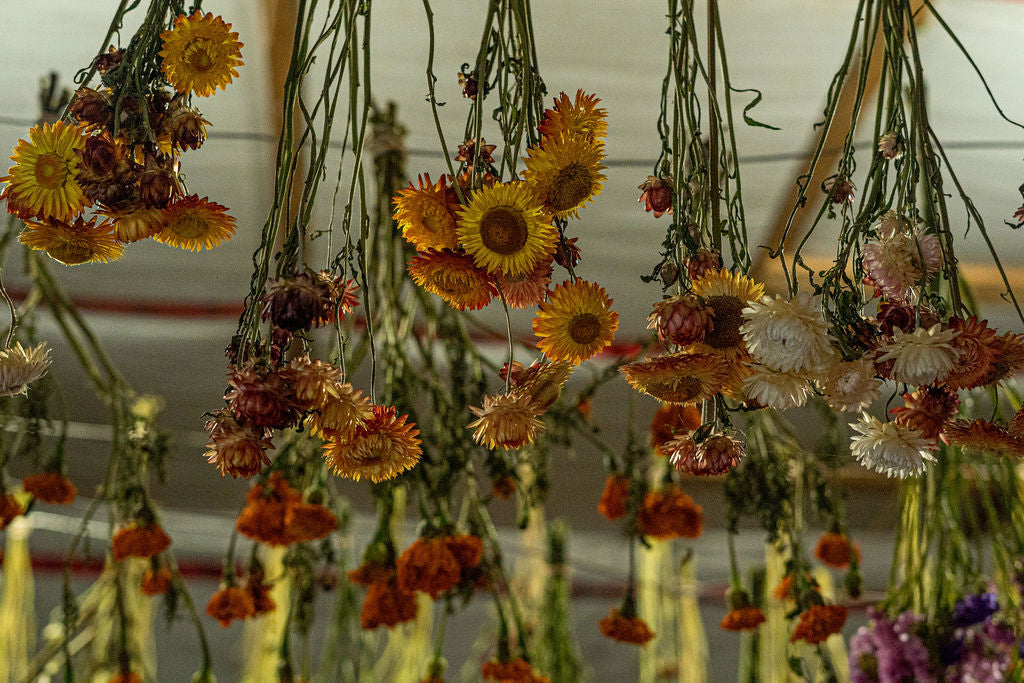 Strawflower Seed Mix Open Pollinated