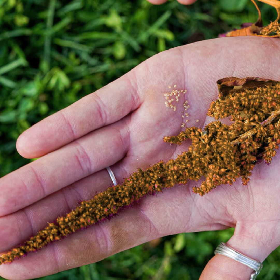 Hot Biscuits Amaranth Seeds Open Pollinated