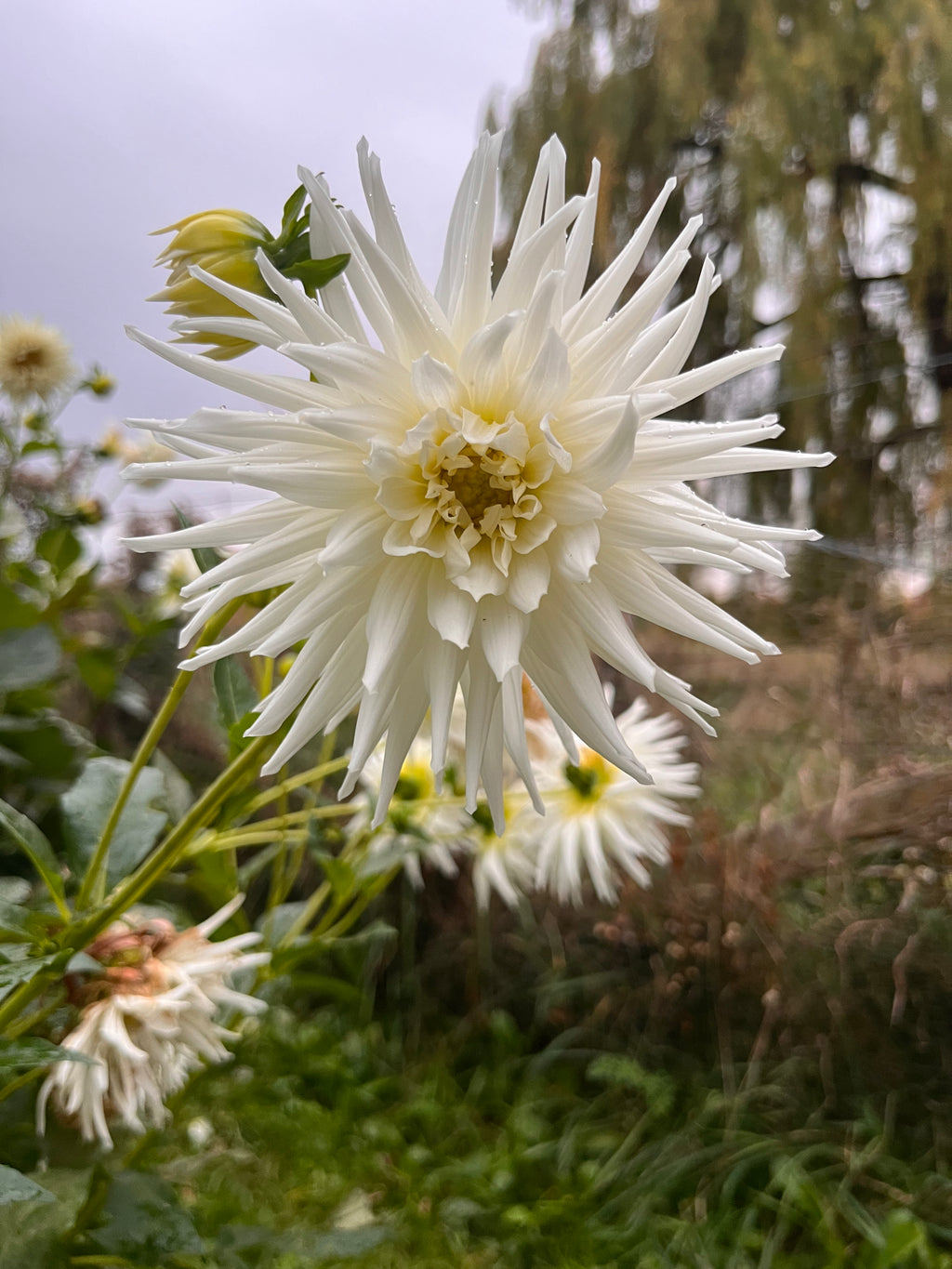 White Cactus Dahlia Tuber