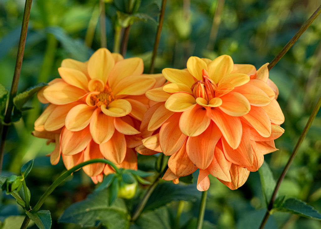 Gingersnap Dahlia Tuber