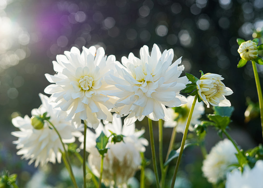 Carl Chilson Dahlia Tuber
