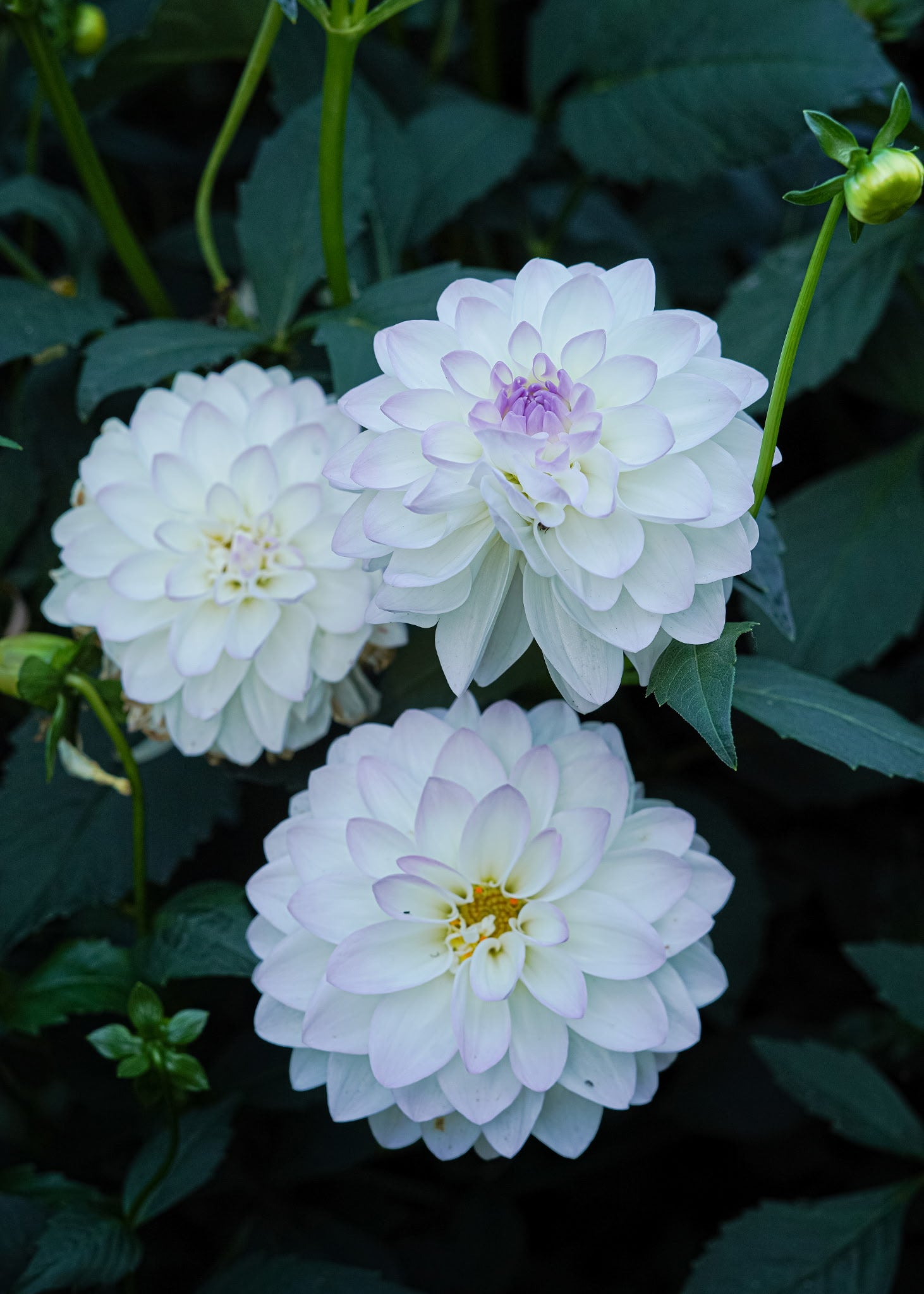 Eveline Dahlia Tuber