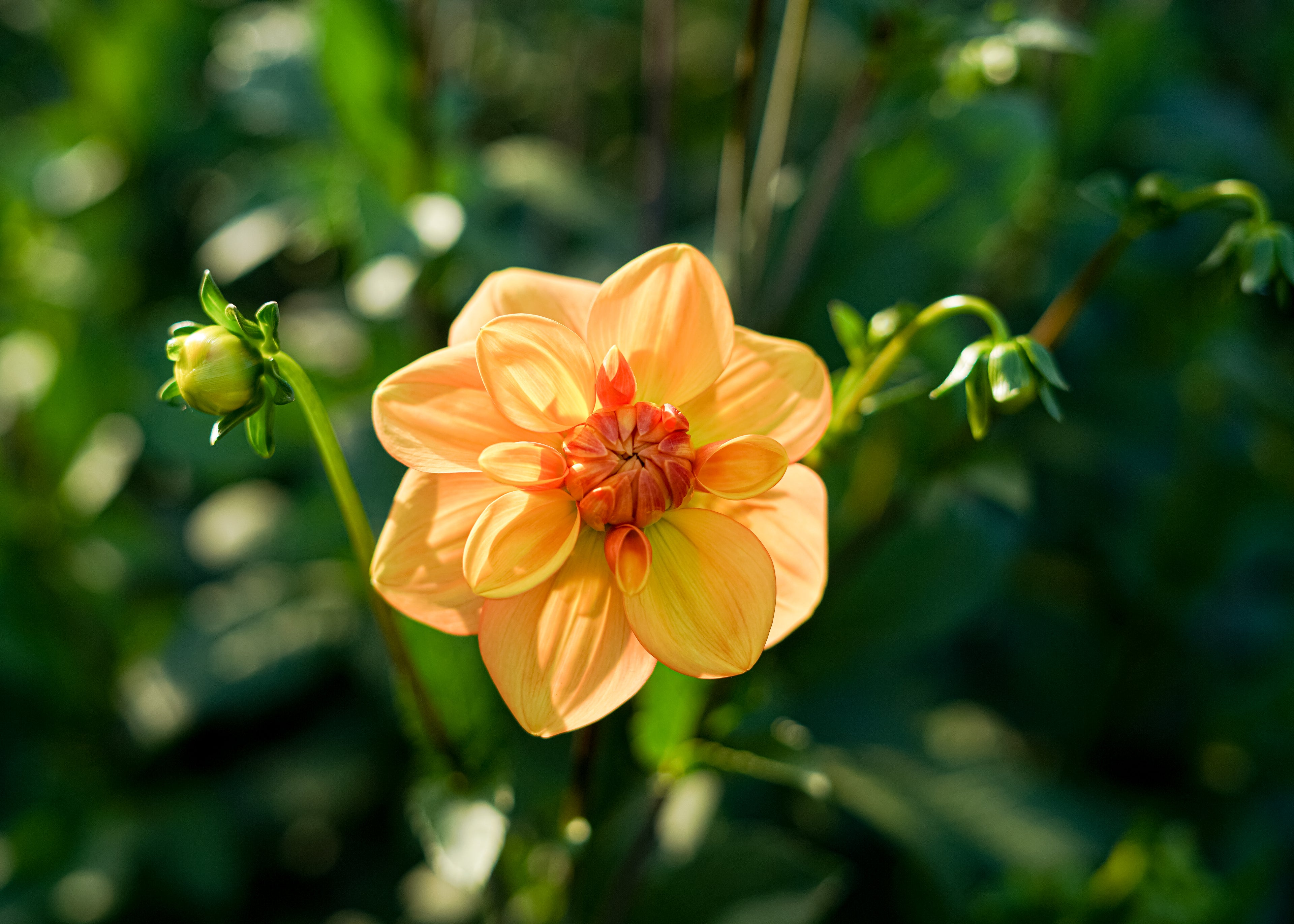 Gingersnap Dahlia Tuber