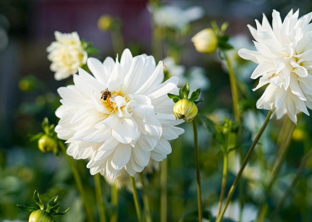 Carl Chilson Dahlia Tuber