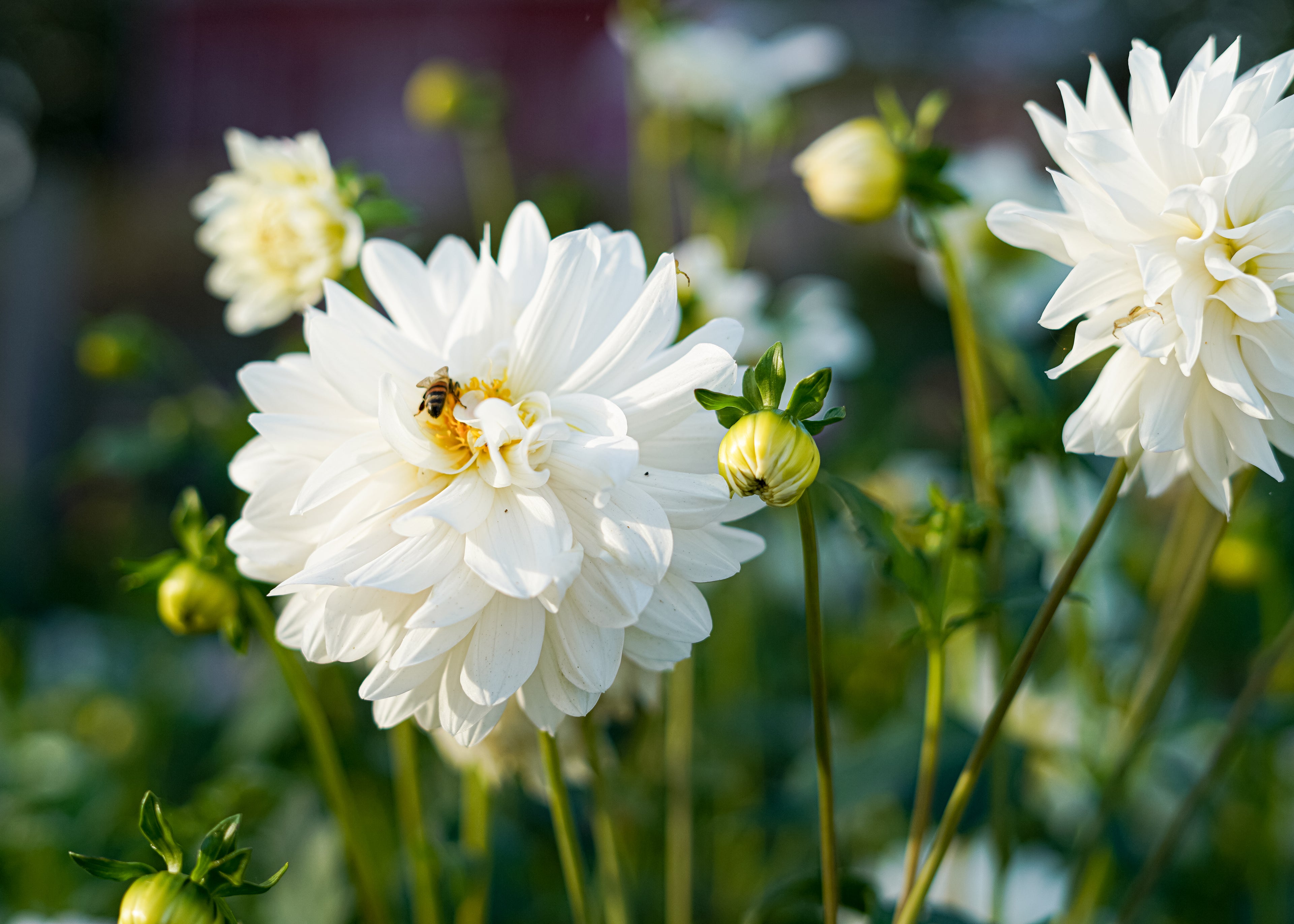 Carl Chilson Dahlia Tuber