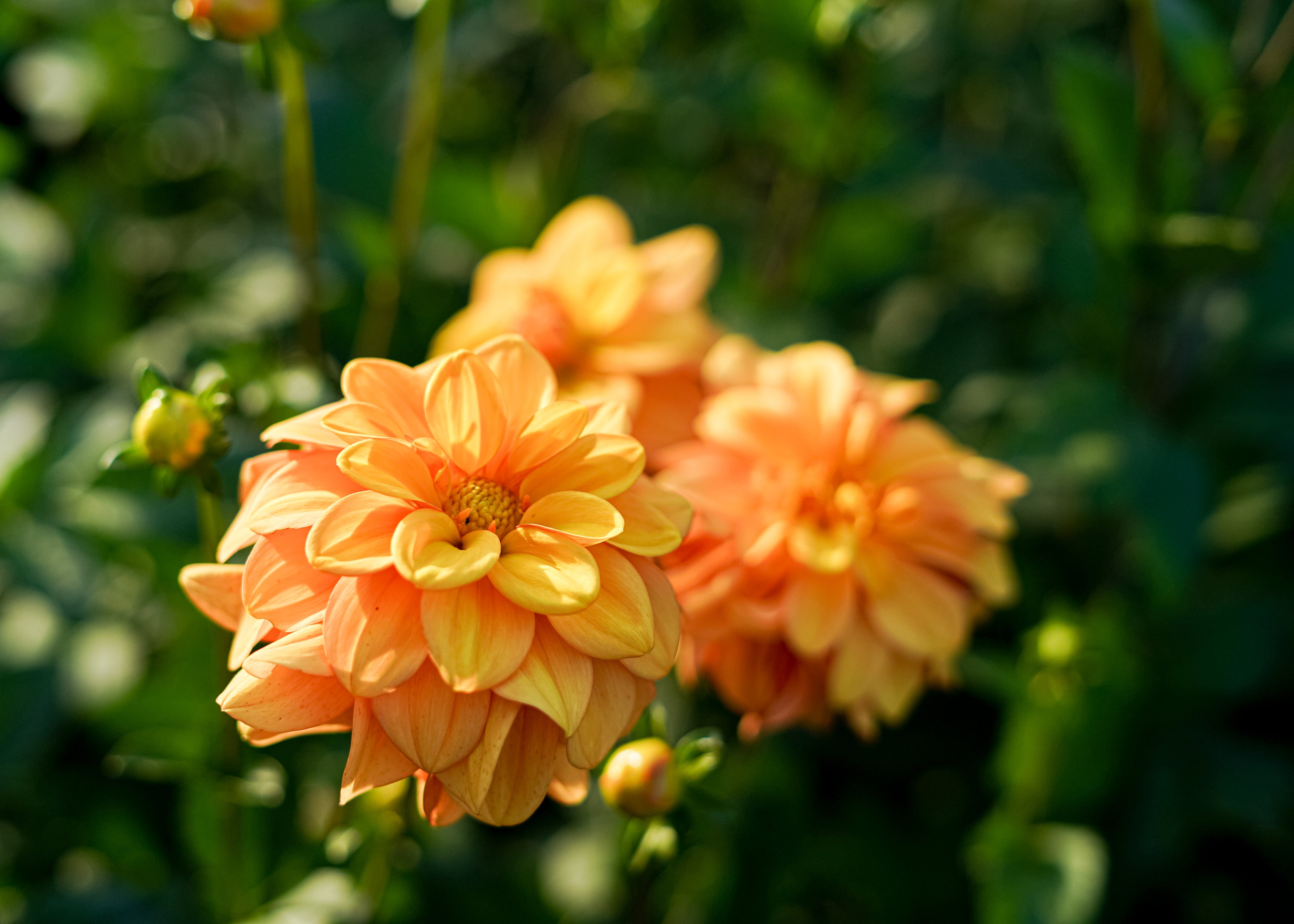 Gingersnap Dahlia Tuber