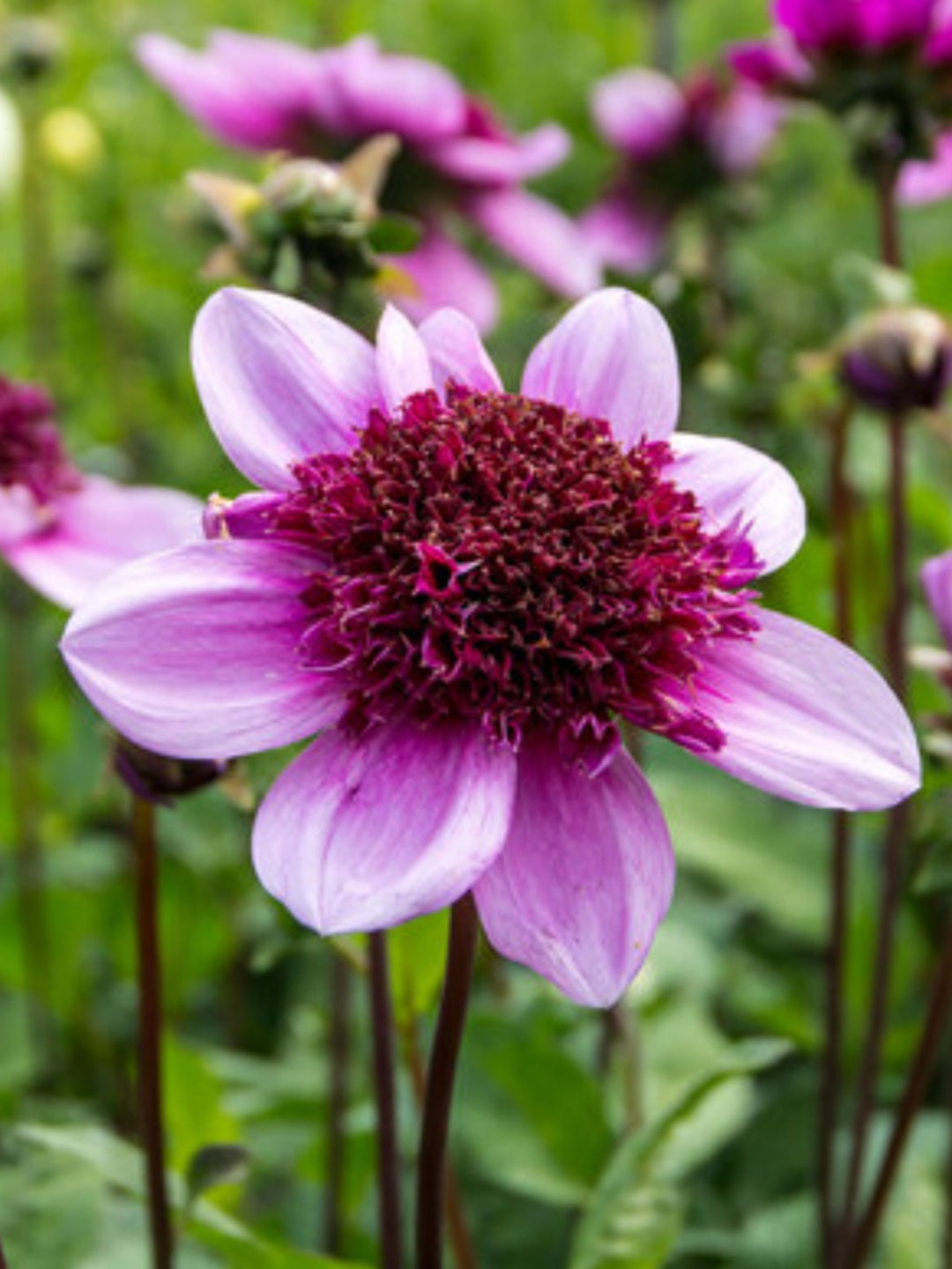 Blue Bayou Dahlia Tuber