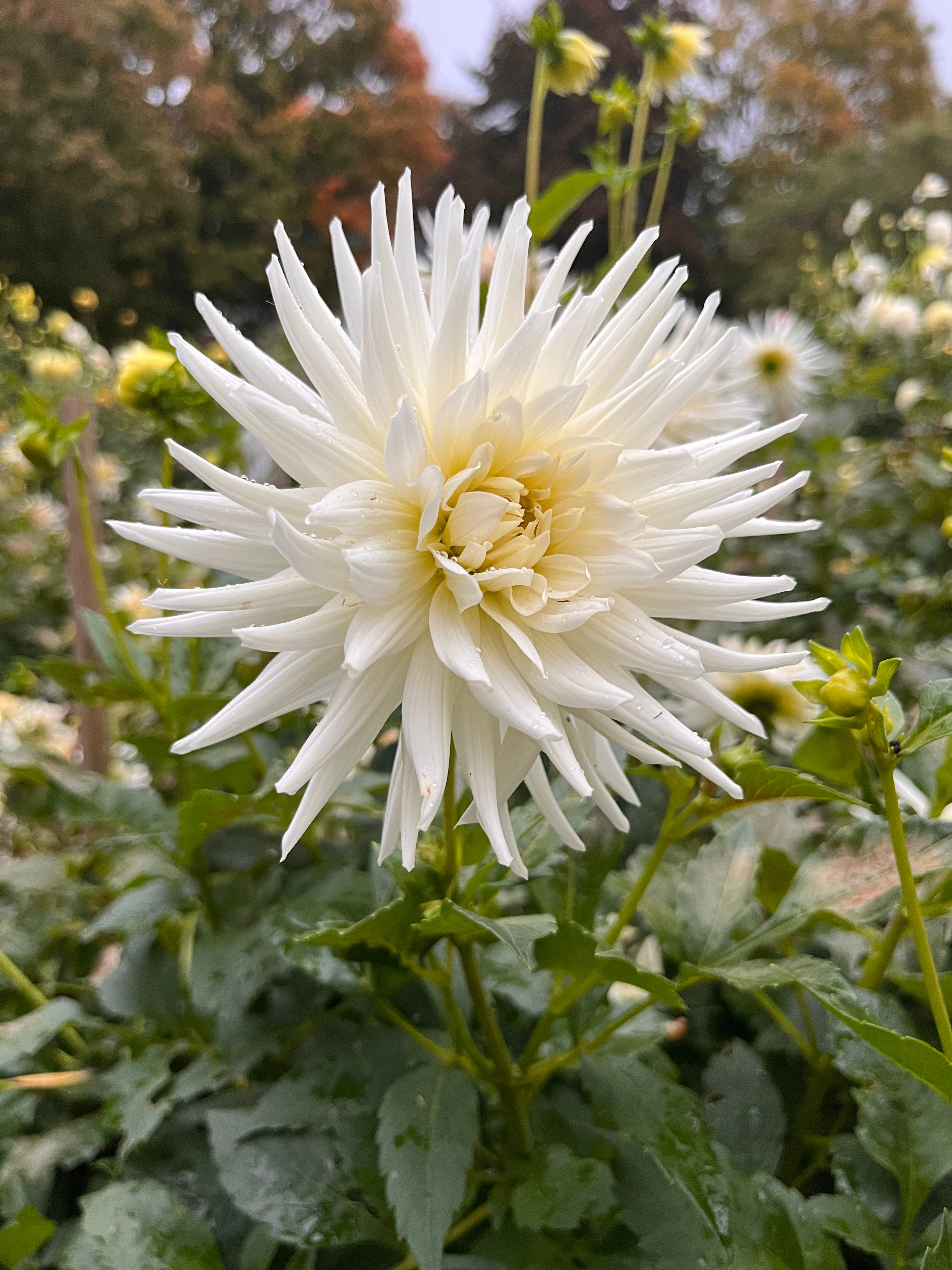 White Cactus Dahlia Tuber