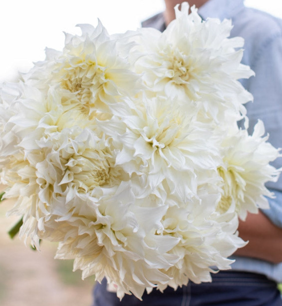 Snowbound Dahlia Tuber