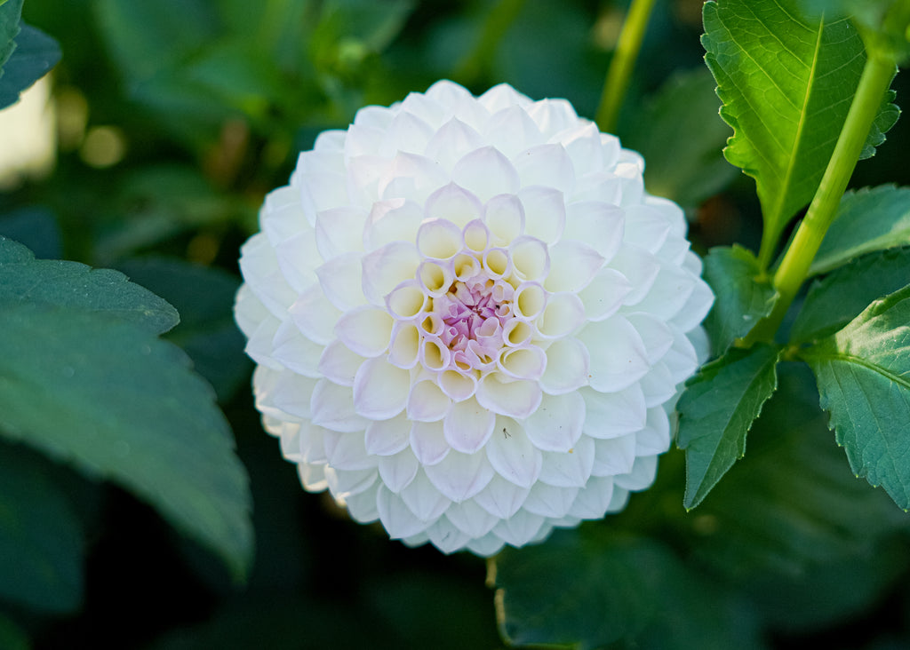 Eveline Dahlia Tuber