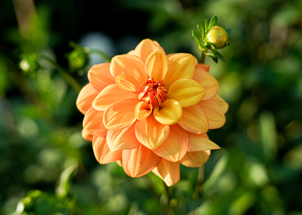 Gingersnap Dahlia Tuber