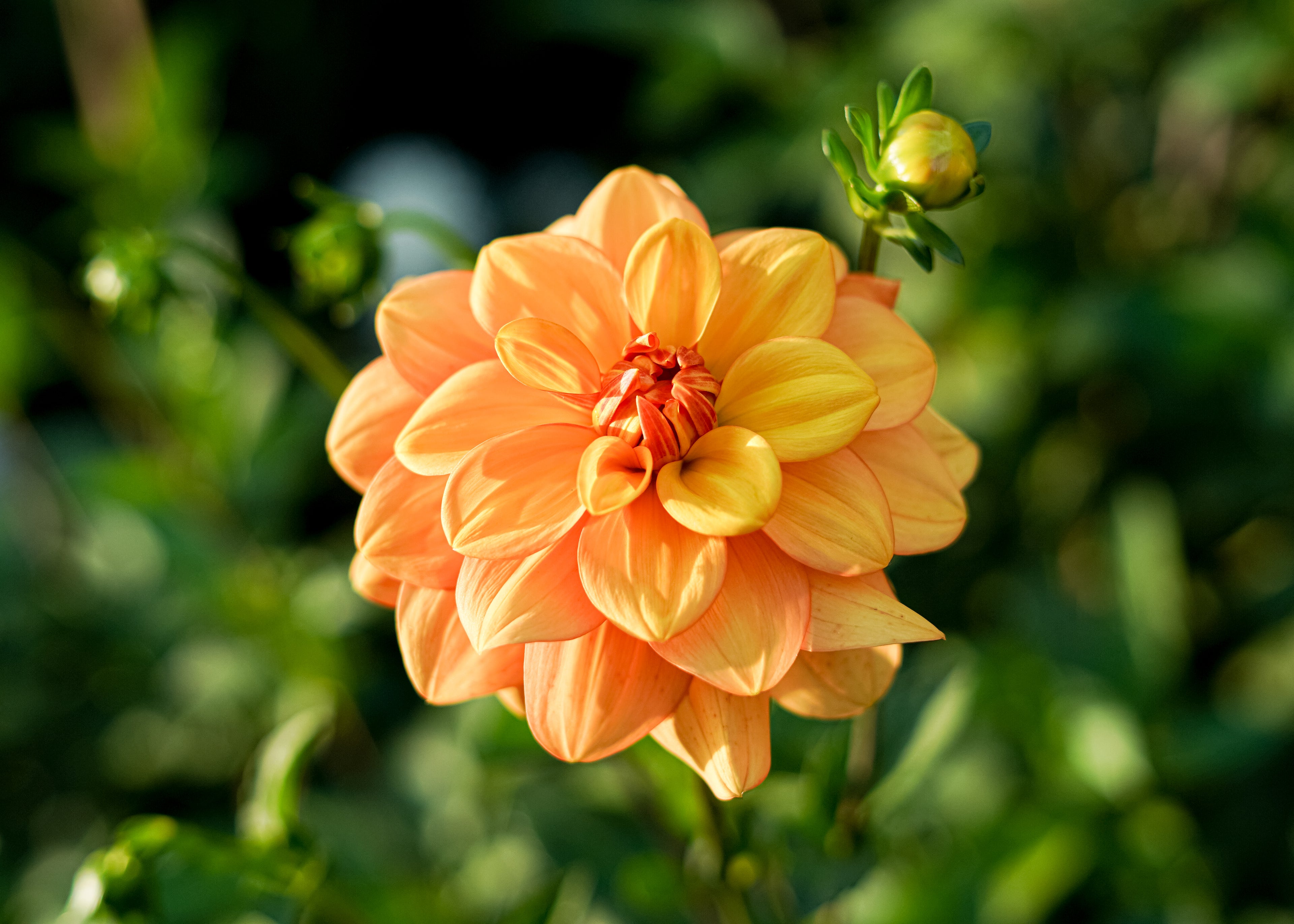 Gingersnap Dahlia Tuber