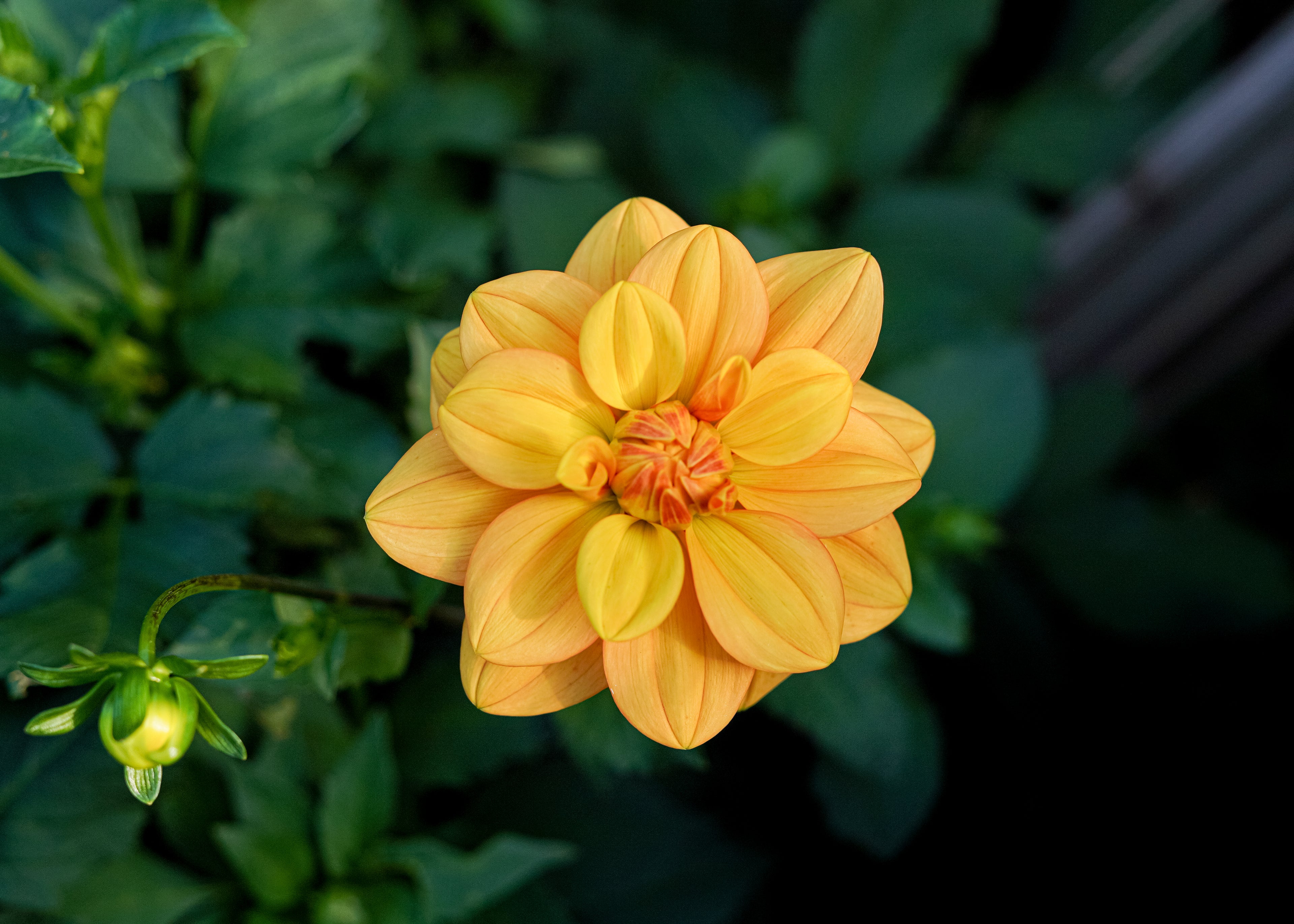 Gingersnap Dahlia Tuber